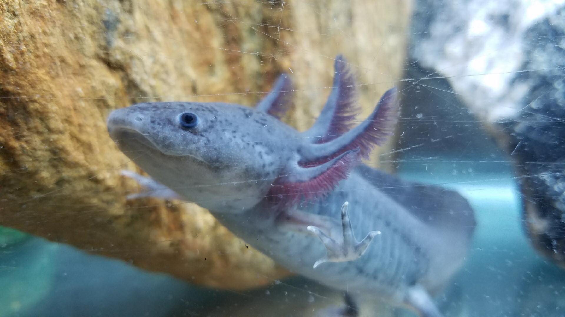 Buy An Axolotl Cute Axolotls right to your door