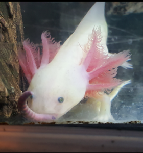 axolotl axolotls