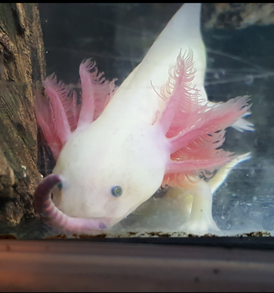 axolotl hides for sale axolotl hides for sale