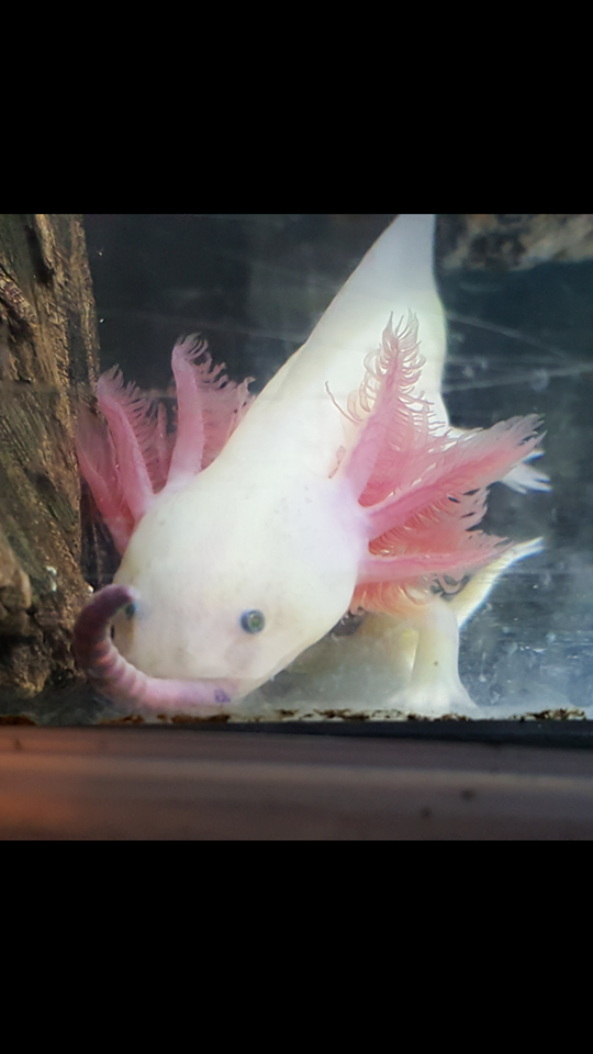 baby axolotl for sale