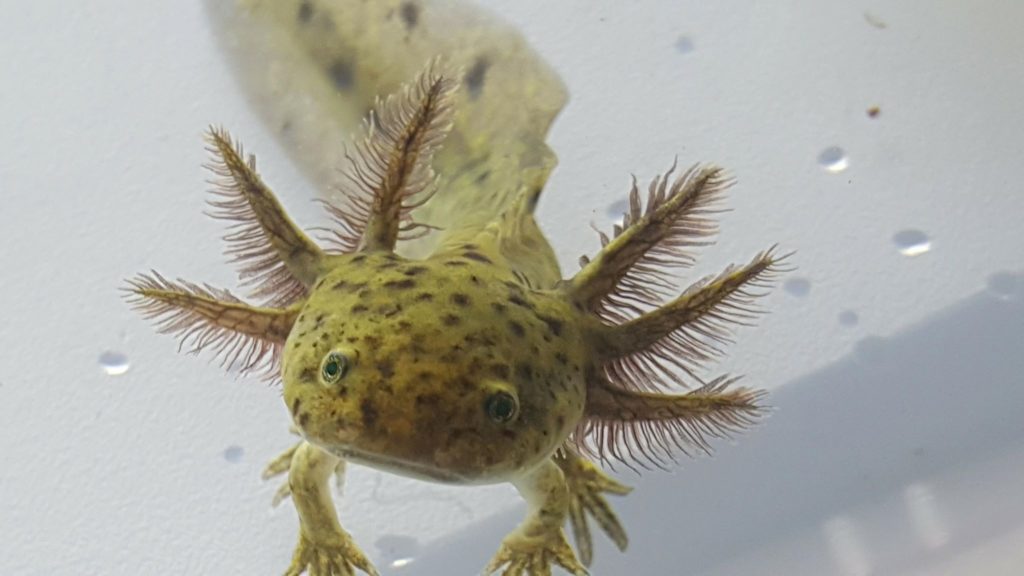 axolotl for sale petsmart