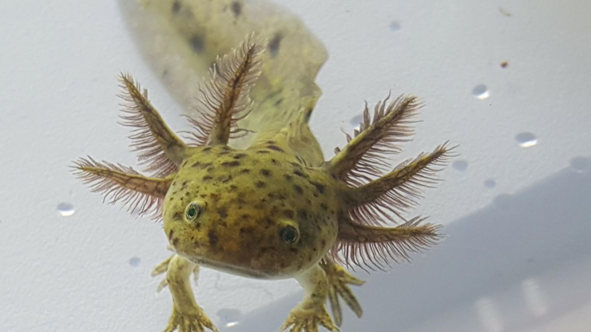 Axolotls for sale Buy An Axolotl