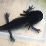 Axolotls for sale - Buy An Axolotl