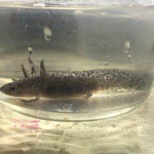 Axolotls For Sale Buy An Axolotl