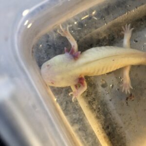 Axolotls For Sale Buy An Axolotl