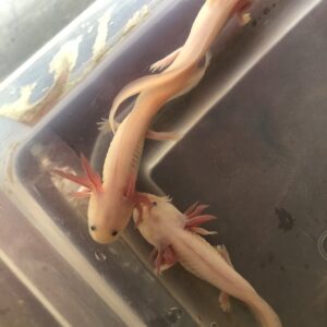 axolotl