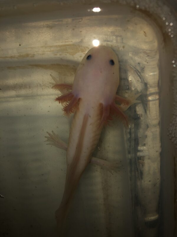 Regular Lucy Buy An Axolotl