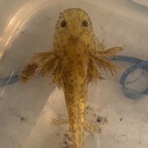 Axolotls For Sale Buy An Axolotl