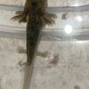 Axolotls For Sale Buy An Axolotl